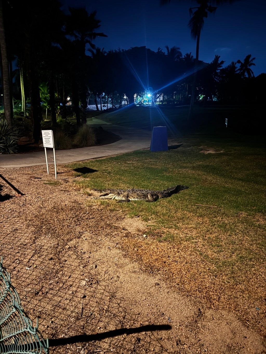 True Life: I Saw a Crocodile in Marina&nbsp;Vallarta